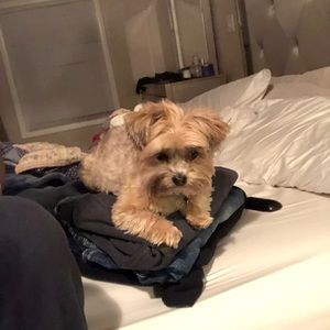 Meet your Posher, Austin